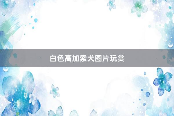 白色高加索犬图片玩赏